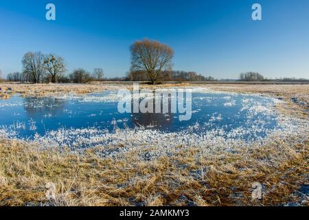 Une flaque d'eau gelée sur une prairie herbeuse, un arbre et un ciel bleu à Nowiny, Pologne Banque D'Images