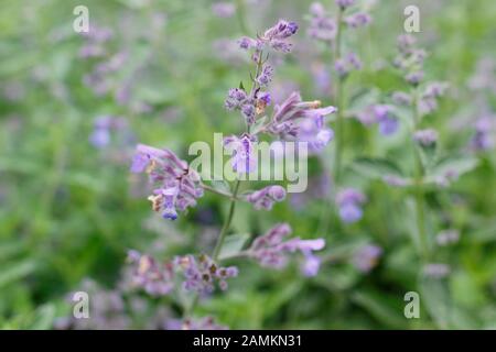 La menthe à la menthe du géant des collines de Six gigantea Nepeta dans un jardin en fin d'été. ROYAUME-UNI Banque D'Images