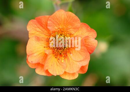 Geum 'Totalement Mandarine' Fleurs. ROYAUME-UNI Banque D'Images