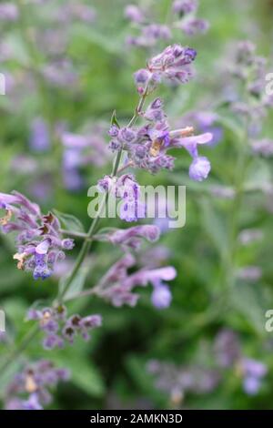 La menthe à la menthe du géant des collines de Six gigantea Nepeta dans un jardin en fin d'été. ROYAUME-UNI Banque D'Images