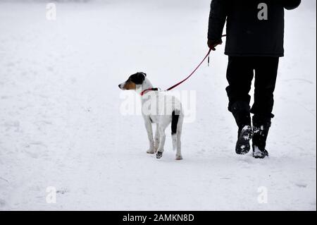 Walker avec chien dans le jardin d'hiver anglais à Munich. [traduction automatique] Banque D'Images