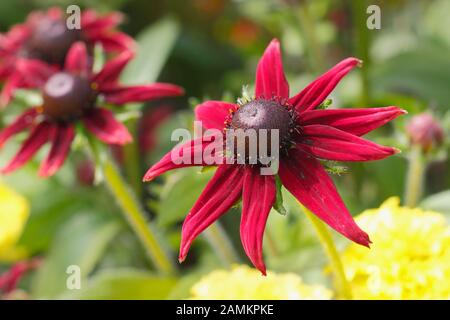 Rdubeckia hirta 'Cherry Brandy', une confleur pourpre profonde, dans un jardin de fin d'été. ROYAUME-UNI Banque D'Images