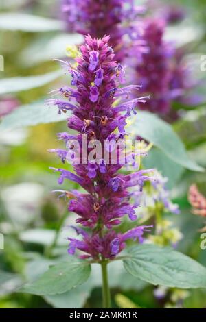 Hyssop géant Agastache 'Blue Boa' affichant des pointes violettes caractéristiques transmises sur le feuillage aromatique. Banque D'Images