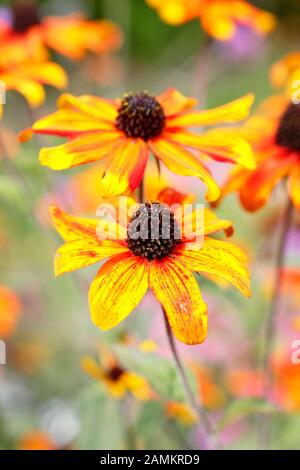 Rudbeckia triloba 'Prairie Glow' affiche des masses de fleurs de bronze dans un jardin herbacé fin été. ROYAUME-UNI Banque D'Images