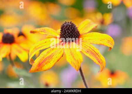 Rudbeckia triloba 'Prairie Glow' affiche des masses de fleurs de bronze dans un jardin herbacé fin été. ROYAUME-UNI Banque D'Images