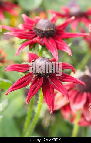 Rdubeckia hirta 'Cherry Brandy', une confleur pourpre profonde, dans un jardin de fin d'été. ROYAUME-UNI Banque D'Images