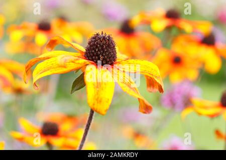 Rudbeckia triloba 'Prairie Glow' affiche des masses de fleurs de bronze dans un jardin herbacé fin été. ROYAUME-UNI Banque D'Images