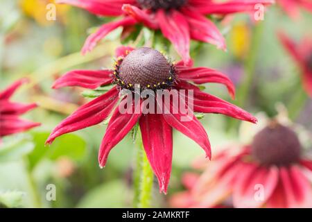 Rdubeckia hirta 'Cherry Brandy', une confleur pourpre profonde, dans un jardin de fin d'été. ROYAUME-UNI Banque D'Images