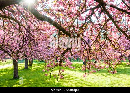 Branches d'un cerisier japonais fleuri chargé de grappes de fleurs roses dans un pré herbacé par un après-midi ensoleillé de printemps. Banque D'Images