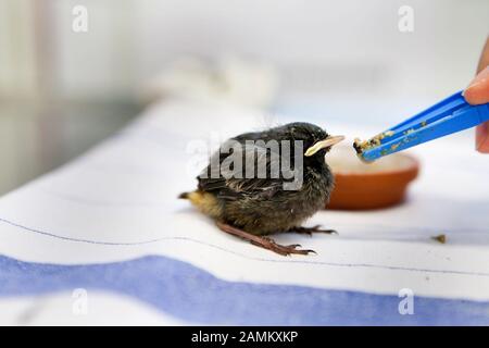 redstart, 2 à 3 semaines, pris en journée libre dans la clinique pour les oiseaux, reptiles, amphibiens et poissons d'ornement de l'Université Ludwig-Maximilians (LMU) de Munich à Oberschleißheim. [traduction automatique] Banque D'Images