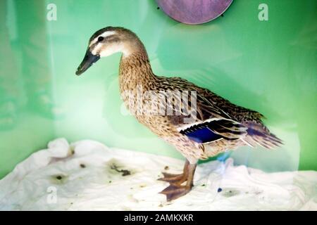 Mallard, pris en journée libre à la clinique pour les oiseaux, reptiles, amphibiens et poissons d'ornement de l'Université Ludwig-Maximilians (LMU) de Munich à Oberschleißheim. [traduction automatique] Banque D'Images