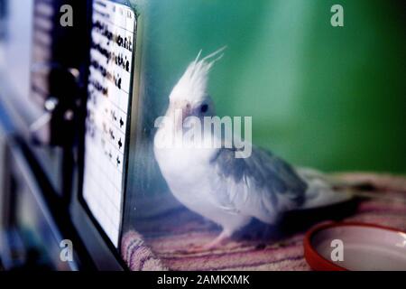 Parakeet, pris en journée libre à la clinique pour les oiseaux, reptiles, amphibiens et poissons d'ornement à l'Université Ludwig-Maximilians (LMU) de Munich à Oberschleißheim. [traduction automatique] Banque D'Images