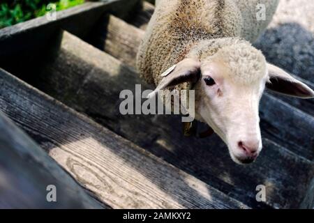 Moutons sur le Bucheralm près de Kreuth, qui est pris en compte par la demoiselle Anna Fauth. [traduction automatique] Banque D'Images