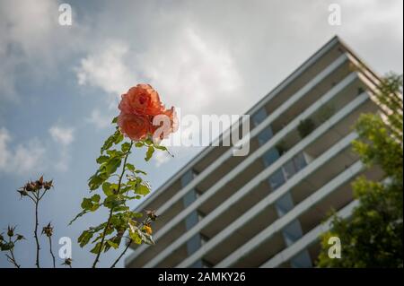 Impressions de Pétuelpark: Vue sur les bâtiments de grande hauteur sur Rümannstraße. [traduction automatique] Banque D'Images