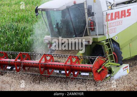 Moissonneuse-batteuse pendant la récolte du blé dans les champs de Schinderkreppe à Dachau. [traduction automatique] Banque D'Images