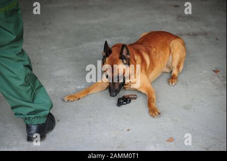 Le chien explosif "Fighting Munich Ranger", un berger belge, pendant la formation sur le secteur de l'escouade de chien de police à Angerlohstraße 111. [traduction automatique] Banque D'Images