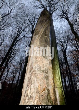 Tronc d'arbre mort dans la réserve naturelle 'Kleinengelein' dans le Steigerwald. [traduction automatique] Banque D'Images