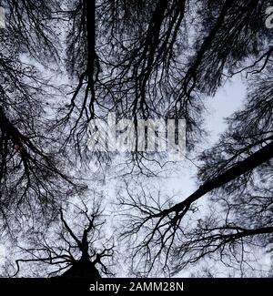 Vue sur les arbres sans feuilles des sangsues géantes dans la réserve naturelle 'Kleinengelein' dans le Steigerwald. [traduction automatique] Banque D'Images