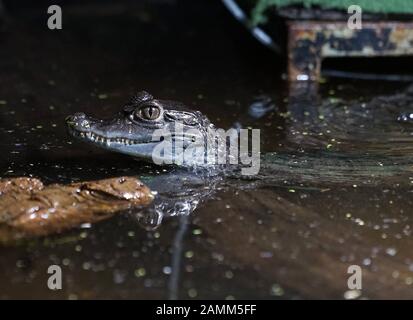 Caiman tatacté au sanctuaire de reptiles de Kaulbachstraße à Schwabing. [traduction automatique] Banque D'Images