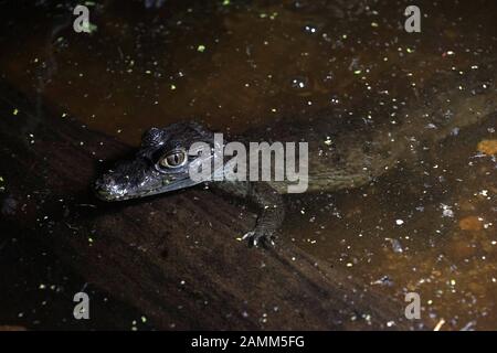 Caiman tatacté au sanctuaire de reptiles de Kaulbachstraße à Schwabing. [traduction automatique] Banque D'Images