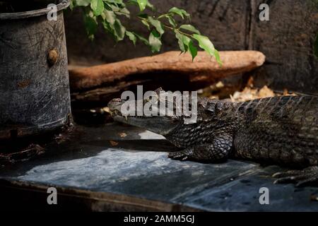 Crocodile dans le sanctuaire de reptiles dans la Kaulbachstraße à Schwabing. [traduction automatique] Banque D'Images