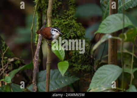 Bois-wren à coupe blanche - Henricorhina leucosticta, petit oiseau de perchage de timide des pentes andines de l'est, Sumaco sauvage, Équateur. Banque D'Images