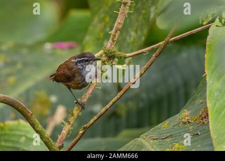 Bois-wren à coupe blanche - Henricorhina leucosticta, petit oiseau de perchage de timide des pentes andines de l'est, Sumaco sauvage, Équateur. Banque D'Images