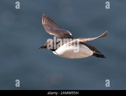 Vue latérale gros plan, UK guillemot Seabird (Uria aalge) isolé dans le vol en milieu de vol au-dessus de l'eau de mer, les yeux fermés. Littoral guillemot vol libre. Banque D'Images