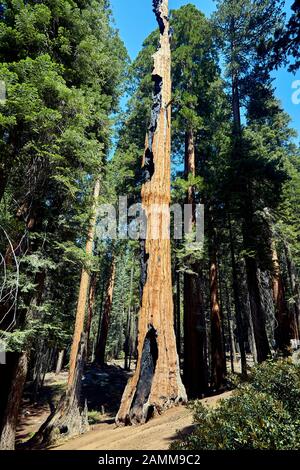 Séquoia géant avec des dommages au feu après un incendie, dans le parc national de Sequoia sur les pentes occidentales de la Sierra Nevada californienne dans l'ouest des États-Unis.14.08.2016, photo: Manfred Neubauer [traduction automatique] Banque D'Images