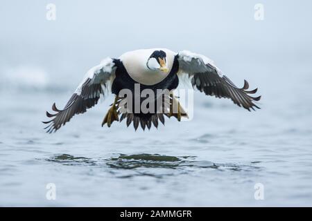 Eider Duck (Somateria mollissima), Seahouses, Northumberland, Angleterre Banque D'Images