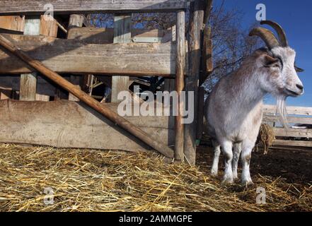 Une chèvre dans une ferme de Pischertshofen (Aufkirchen). [traduction automatique] Banque D'Images
