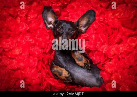 suasage dachshund chien allongé dans un lit plein de pétales de fleur de rose rouge comme fond , dans l'amour sur la saint valentin et si mignon Banque D'Images