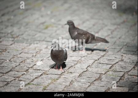 Un troupeau de pigeons a réglé dans et autour de l'immeuble vide à Schwanthaler Straße 119. Les oiseaux s'asseoir en face de vitres brisées sur les seuils, mais aussi sur le toit de l'immeuble voisin à Schießstättstraße 6 et dans le parc en face de lui. [Traduction automatique] Banque D'Images