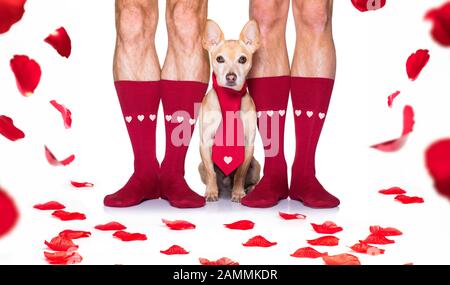 couple de mariage gay avec chihuahua chien portant des chaussettes, se marier avec des roses rouges partout isolé sur fond blanc le jour de valenitnes Banque D'Images