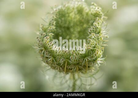 Le niveau de semence de la carotte sauvage (Daucus carota subsp. Carota) [traduction automatique] Banque D'Images