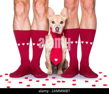 couple de mariage gay avec chihuahua chien portant des chaussettes, se marier avec des roses rouges partout isolé sur fond blanc le jour de valenitnes Banque D'Images