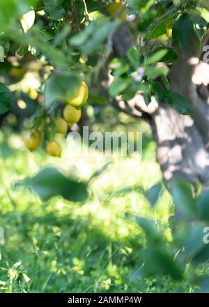 Tourné pour copier l'espace et le texte dans un foyer sélectif citron arbre trempage le soleil espagnol vert en arrière-plan Banque D'Images