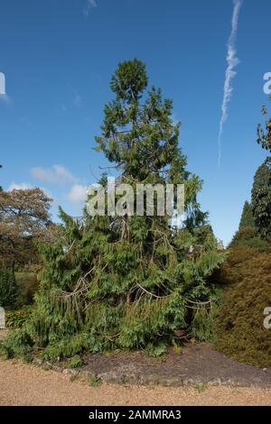 Au début de l'automne feuillage d'un Taiwan Cèdre, Taiwania ou Coffin Tree (Taiwania cryptomerioides) à Wakehurst Garden dans le West Sussex, England, UK Banque D'Images