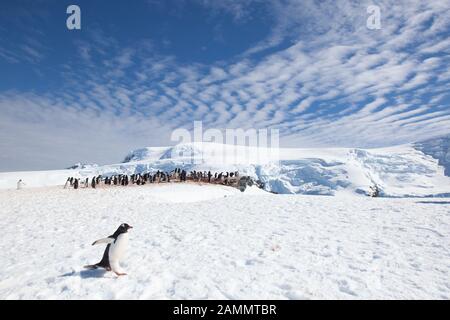 Manchots Gentoo au port de Mikkleson, en Antarctique Banque D'Images