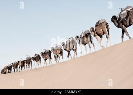 Une longue caravane sans fin de chameaux (dromadaire) à Erg Chebbi à Merzouga, désert du Sahara du Maroc. Image haute touche avec des couleurs neutres. Banque D'Images