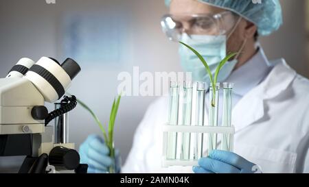 Biologiste vérifiant la plante verte dans le tube à essai, expérience agricole, hormones Banque D'Images