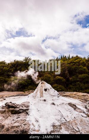 Vapeur De Lady Knox Geyser À Waiotapu, Waikato, Île Du Nord, Nouvelle-Zélande Banque D'Images