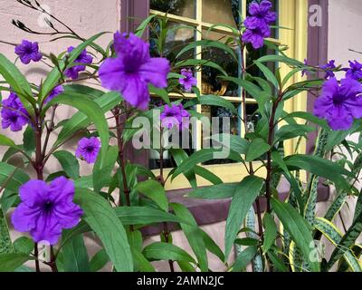 Scène de rue avec fleurs. St. Augustine, Floride. Banque D'Images
