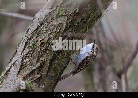 Certhia familiaris bruant loi long incurvé vers le bas de la queue rigide court avec plumes. Parties supérieures brun strié dessous blanc et brun derrière. Banque D'Images