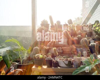 Jardin Cactus. Divers cactus dans des pots sur une étagère en bois avec soleil le matin. Banque D'Images