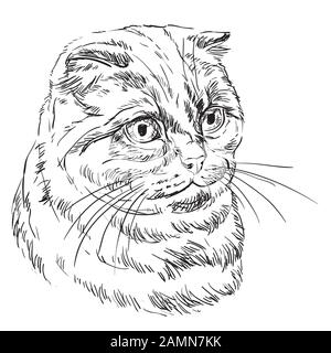 Portrait vectoriel de chat de pliage écossais en couleur noire isolé sur fond blanc. Portrait réaliste monochrome de chat écossais. Vecteur i Illustration de Vecteur