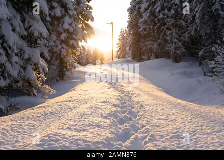 Vue faible sur pied imprime dans la neige. Entre les sapins à faible soleil brillant au milieu. Paysage d'hiver. Tromso, Norvège. Banque D'Images