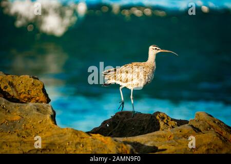 Whimbrel sur la rive dans le sud de la Californie Avec des vagues Se Brisant dans le fond Banque D'Images