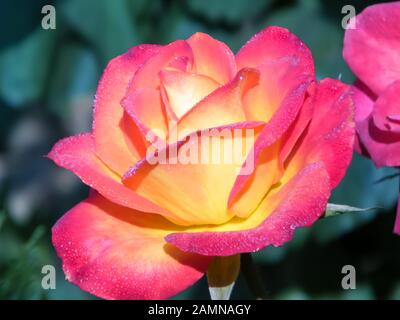 Rose rouge avec gouttes d'eau sur un fond de nature. Espace de copie libre pour votre texte. Macro. Banque D'Images