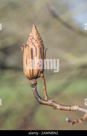 Tête de semence de l'arbre de tulipes / Liriodendron tulipifera (aussi appelé Peuplier de tulipes et Peuplier jaune). Une fois utilisé comme plante médicinale dans les remèdes à base de plantes. Banque D'Images